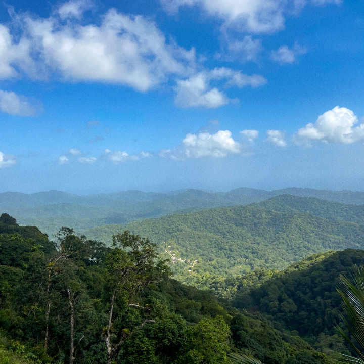 Tree covered mountains