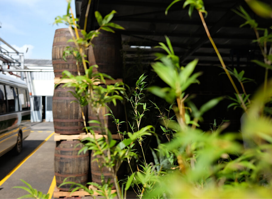 Rum barrels with green foliage